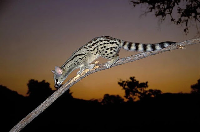 The Johnston's Genet